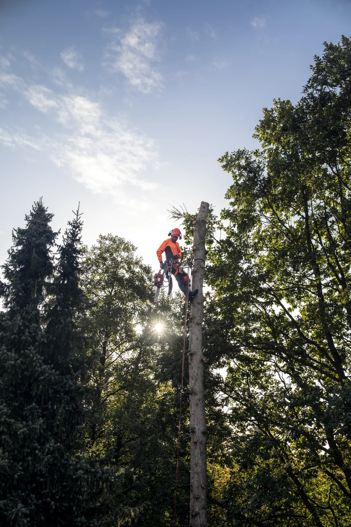 Klín Arborist 4"