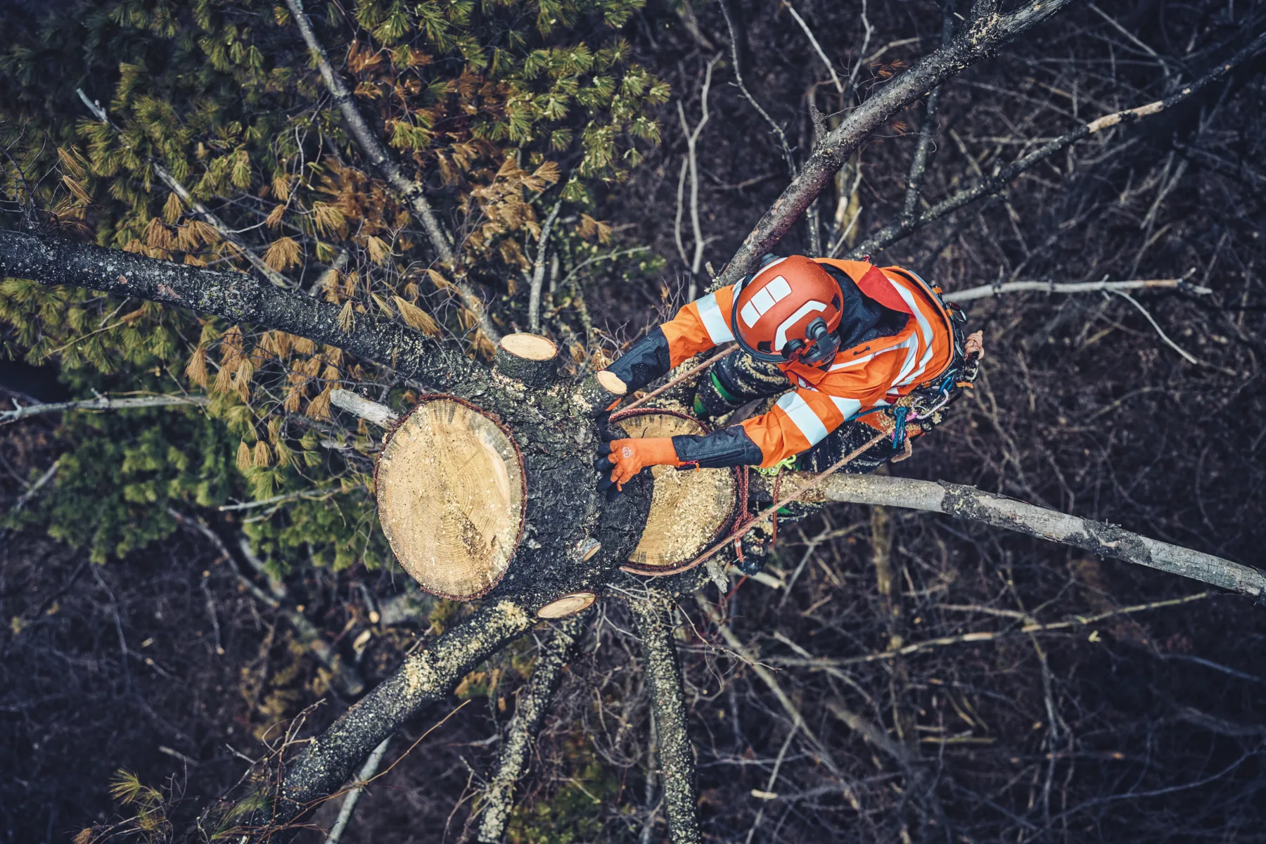 Klín Arborist 4"
